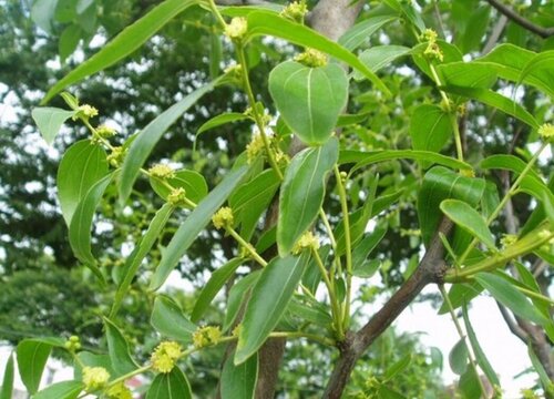 枣树一年开几次花