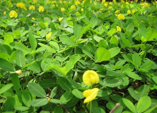 花生属于什么植物类型"