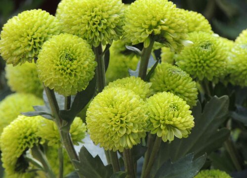 菊花是多年生吗