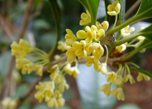 桂花树冬天会冻死吗"