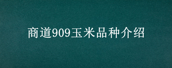 商道909玉米品种介绍