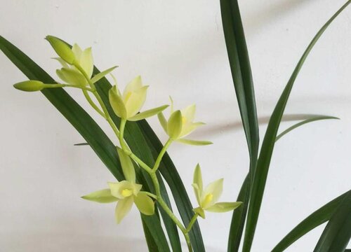 七仙女兰花一年开几次花"