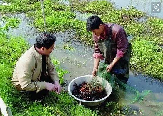 龙虾养殖的注意事项&nbsp;养殖龙虾的方法"