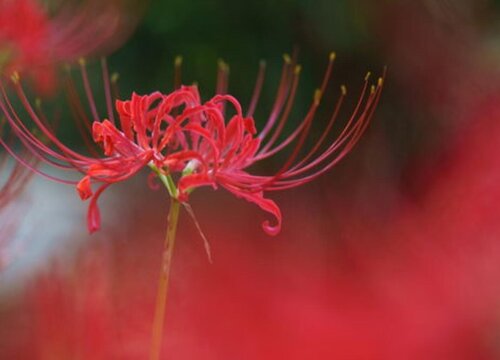 石蒜子会开花吗 在什么时候开花