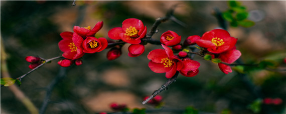 四季海棠花适合什么土壤