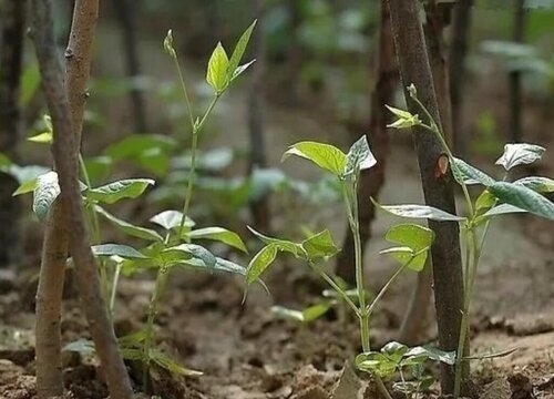 长豆角的生长周期是多长时间