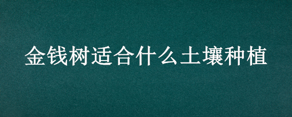 金钱树适合什么土壤种植