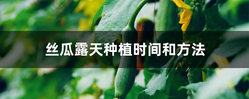 丝瓜露天种植时间和方法