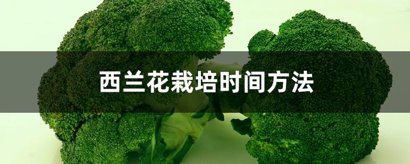 西兰花栽培时间方法