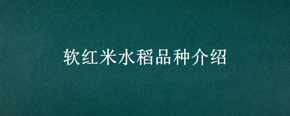 软红米水稻品种介绍