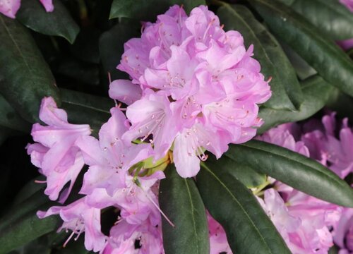 杜鹃花一年开几次花"