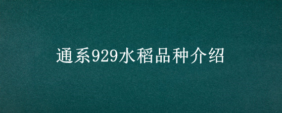 通系929水稻品种介绍