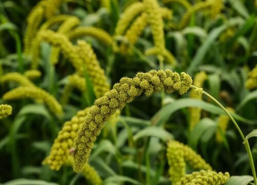 小米几月份成熟上市