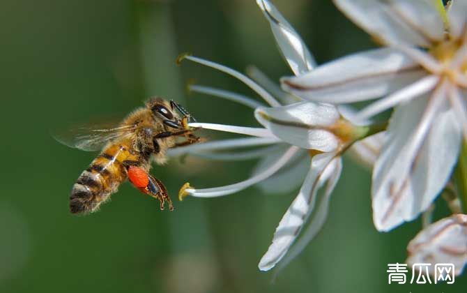 蜜蜂