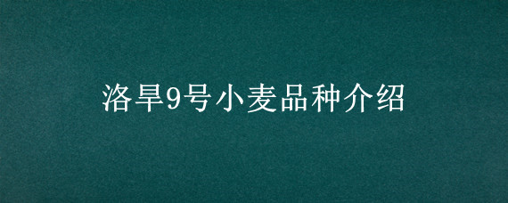 洛旱9号小麦品种介绍