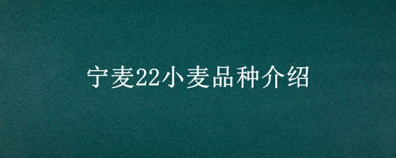 宁麦22小麦品种介绍