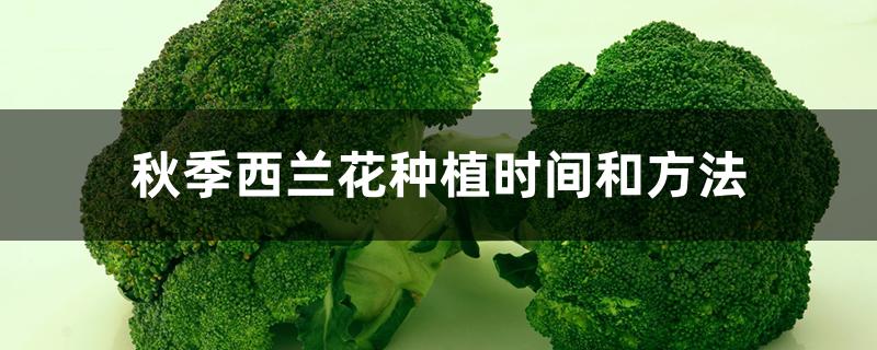 秋季西兰花种植时间和方法