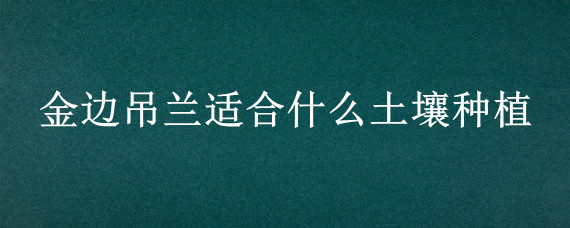 金边吊兰适合什么土壤种植