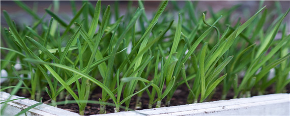 韭菜种植时间及方法"