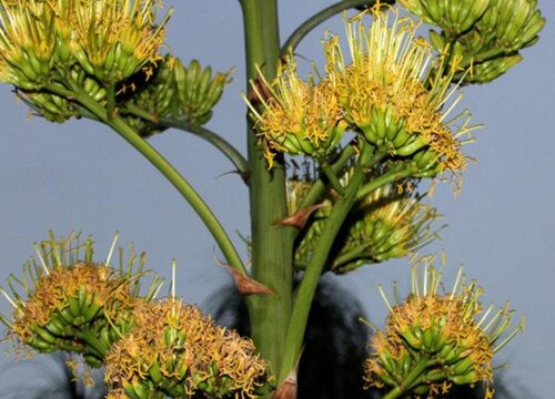 龙舌兰会开花吗