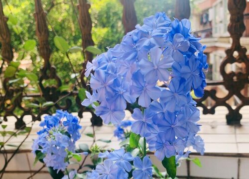 雪兰花一年开几次花