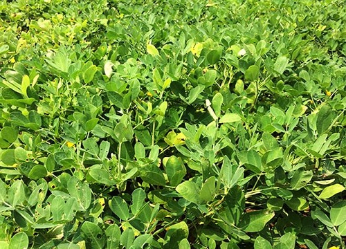 花生是双子叶植物吗