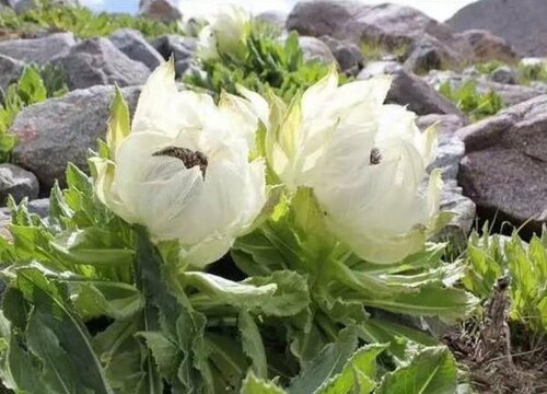 雪莲花可以泡水喝吗"