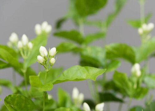 四季茉莉一年开几次花