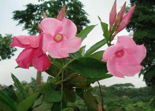 红蝉花一年开几次花"