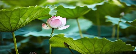 莲花适合什么土壤种植