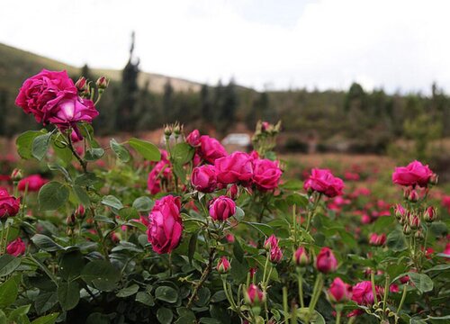 滇红玫瑰一年开几次花"