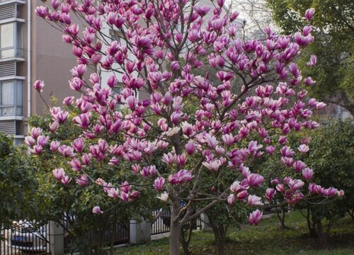 紫玉兰树一年开几次花"