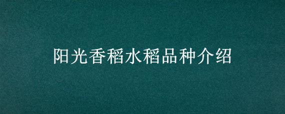 阳光香稻水稻品种介绍