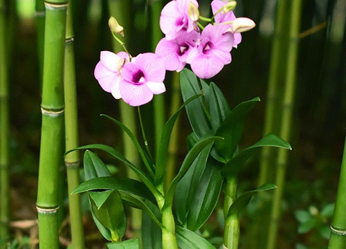 石斛多久开花一次"