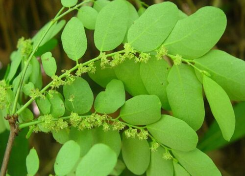 珍珠草怎么种植 栽种时间和方法