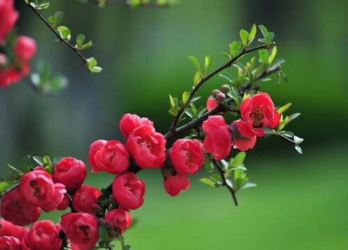 长寿冠海棠一年开几次花