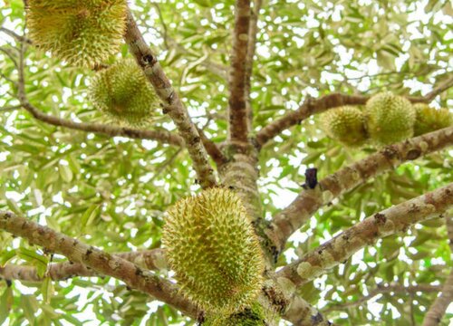 榴莲属于什么植物类型"