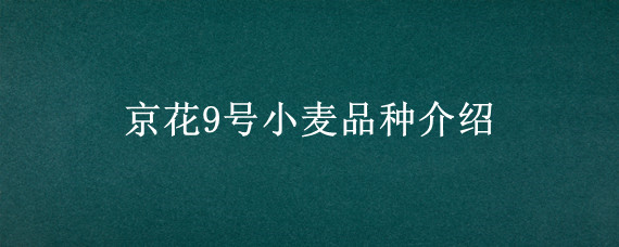 京花9号小麦品种介绍