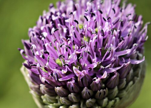 洋葱会开花吗 开花是什么样子