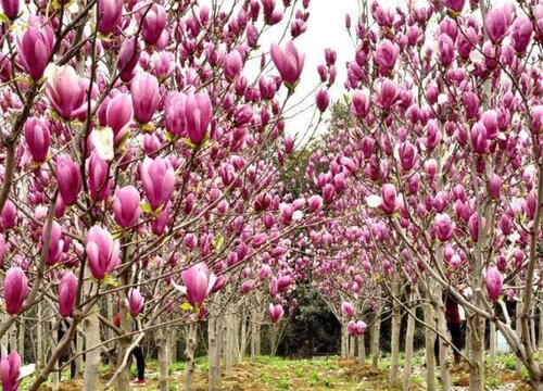 十大吉祥之树（适合家里室内养的旺宅旺财运的植物）