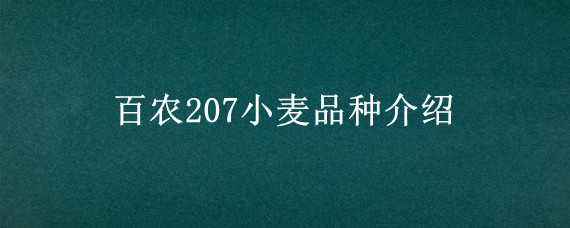 百农207小麦品种介绍