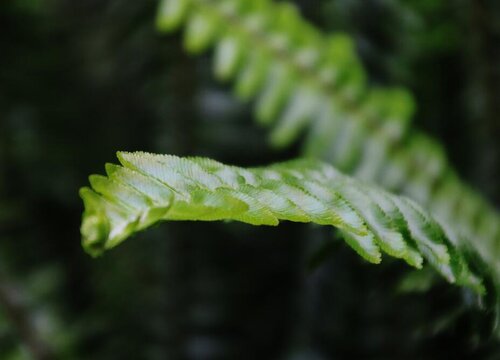 肾蕨属于什么植物类型