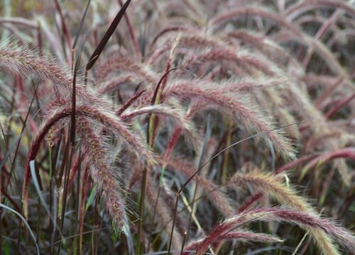 狼尾草属于什么植物类型"