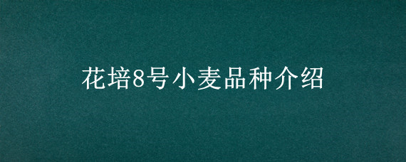 花培8号小麦品种介绍