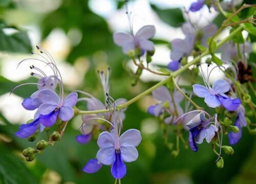 蓝蝴蝶一年开几次花