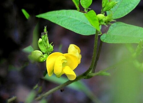 红豆会开花吗 开花的样子与颜色