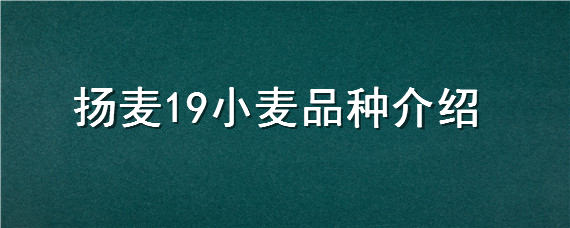 扬麦19小麦品种介绍