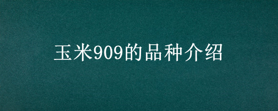 玉米909的品种介绍