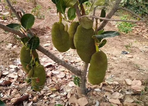 菠萝蜜树几年结果实 要种多久才结果