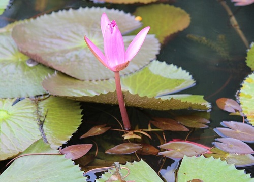 莲花有几种颜色